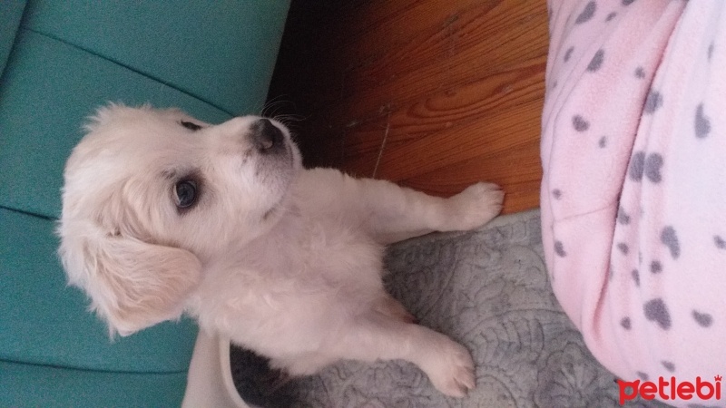 Maltese, Köpek  Şans fotoğrafı