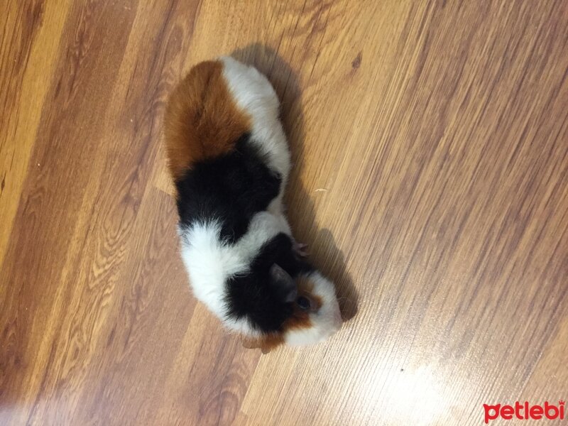 Guinea Pig, Kemirgen  Tempır fotoğrafı