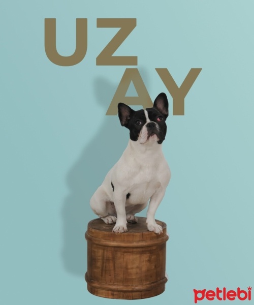 Fransız Bulldog, Köpek  Uzay fotoğrafı