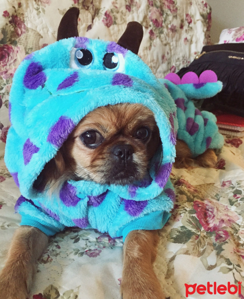 Pekingese, Köpek  Kontes fotoğrafı