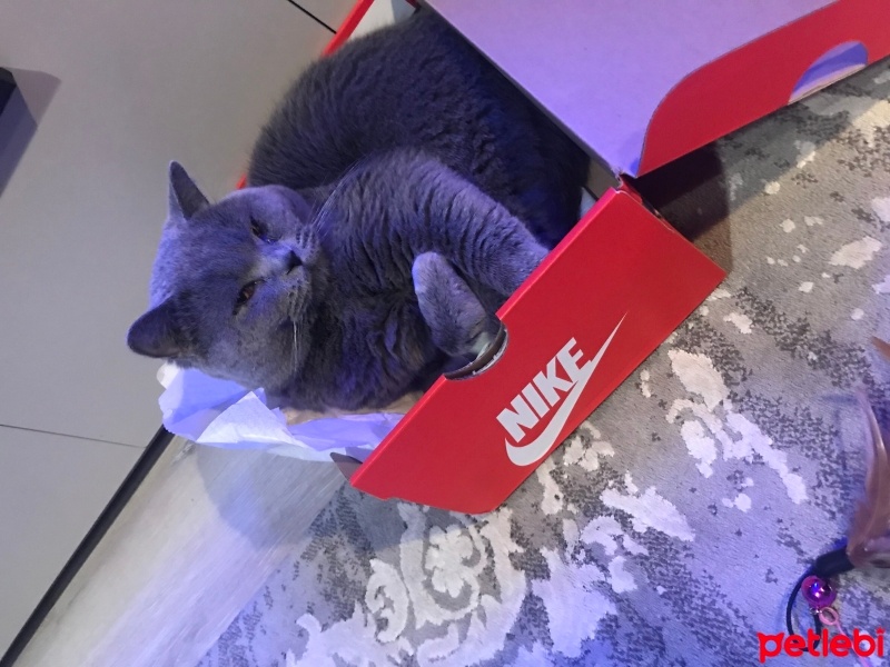 British Shorthair, Kedi  Gölge fotoğrafı