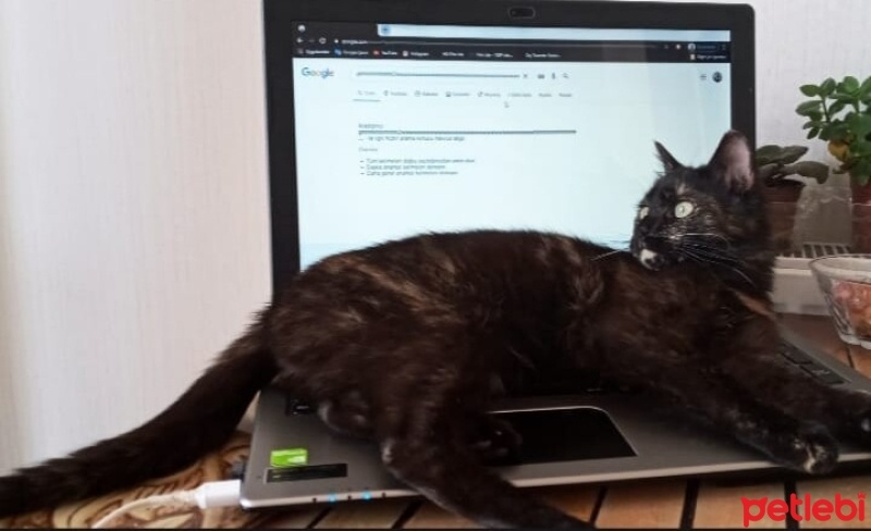 Tekir Kedi, Kedi  Nazlı fotoğrafı
