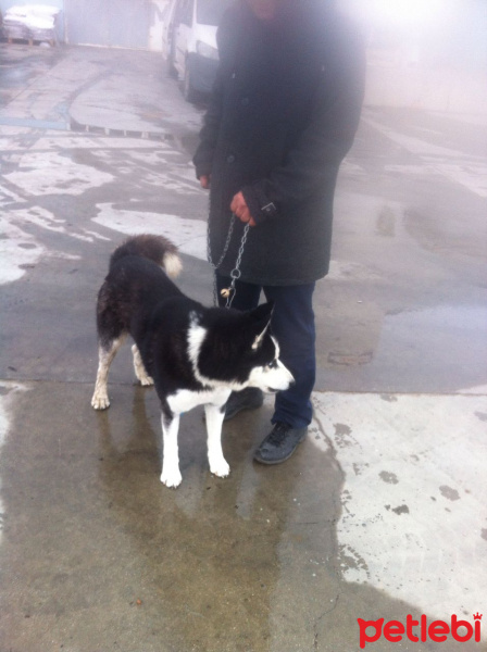 Sibirya Kurdu (Husky), Köpek  Herkul fotoğrafı