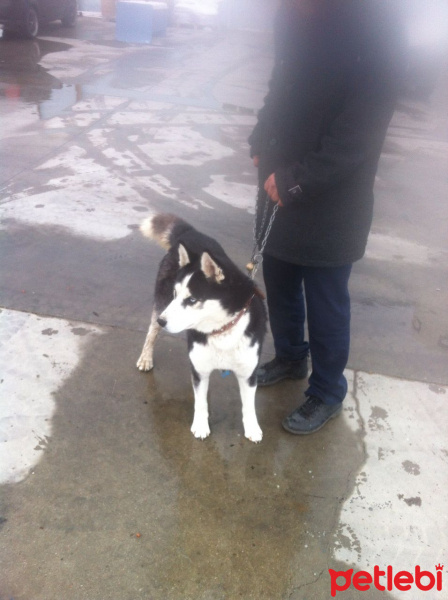 Sibirya Kurdu (Husky), Köpek  Herkul fotoğrafı
