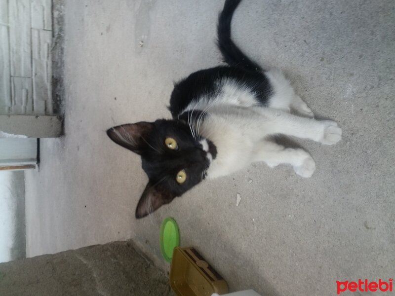 Tuxedo (Smokin) Kedi, Kedi  Hatcik fotoğrafı