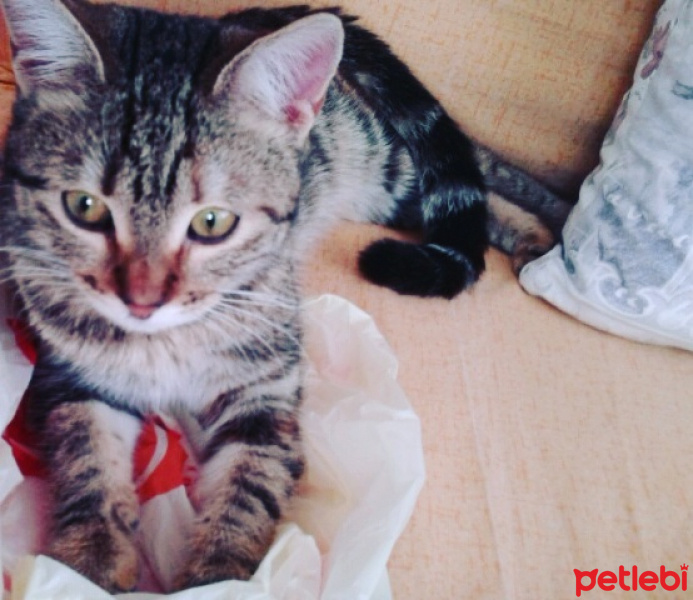 Tekir Kedi, Kedi  yumak fotoğrafı