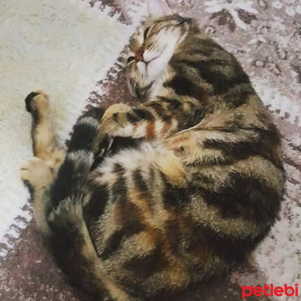 Tekir Kedi, Kedi  yumak fotoğrafı