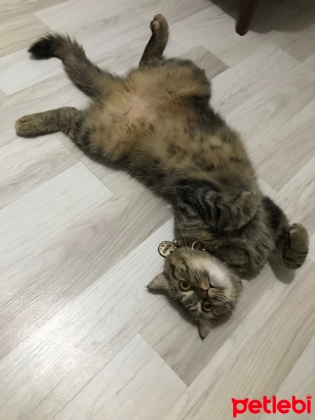 British Shorthair, Kedi  Penny fotoğrafı