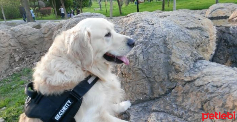 Golden Retriever, Köpek  Ruffy fotoğrafı