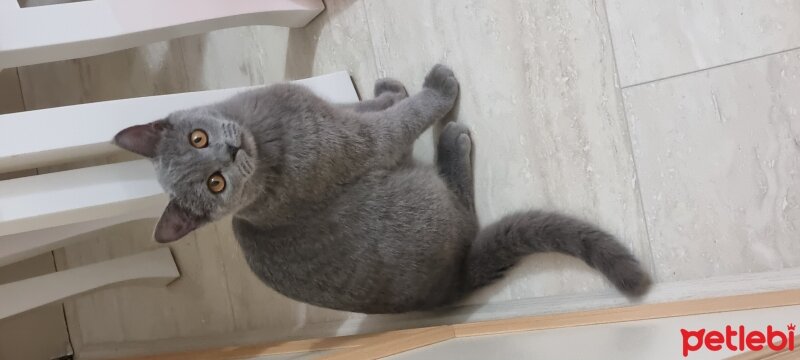 British Shorthair, Kedi  yumak fotoğrafı