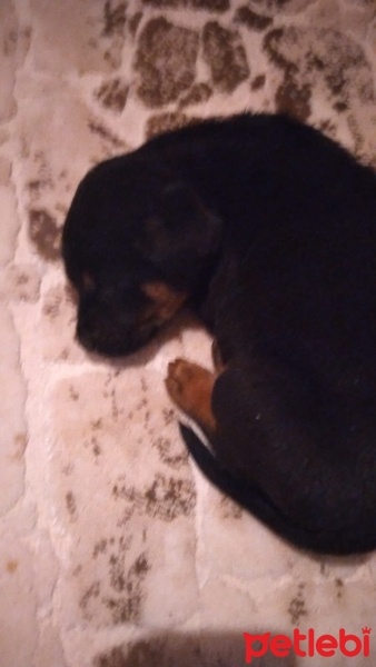 Rottweiler, Köpek  Leonardo fotoğrafı