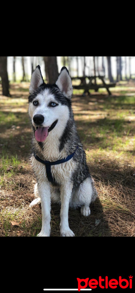 Sibirya Kurdu (Husky), Köpek  Şiva fotoğrafı