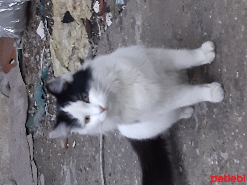Tekir Kedi, Kedi  tekir fotoğrafı