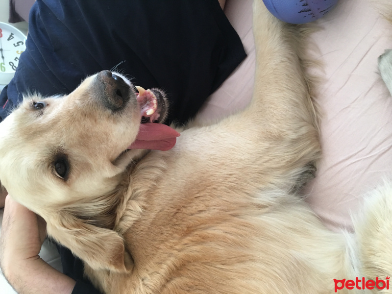 Golden Retriever, Köpek  Betül fotoğrafı