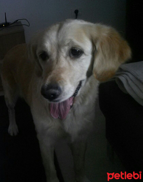 Golden Retriever, Köpek  Betül fotoğrafı