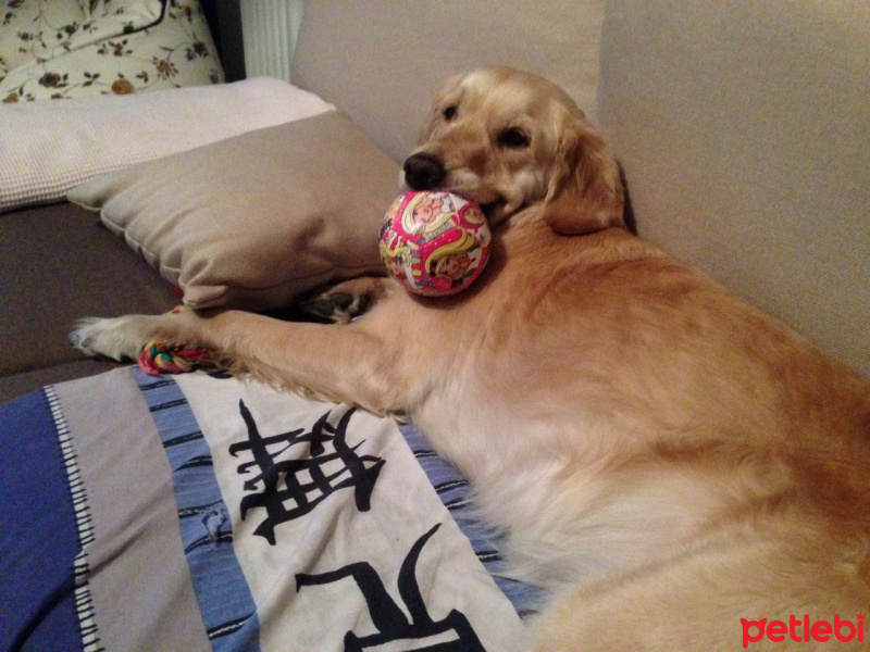 Golden Retriever, Köpek  Betül fotoğrafı