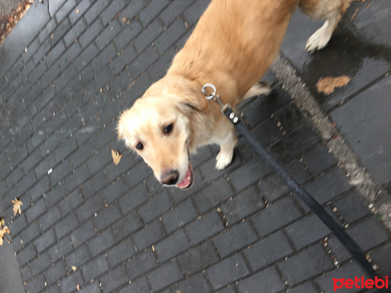 Golden Retriever, Köpek  Betül fotoğrafı