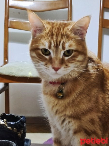 Sarman, Kedi  Ponçik fotoğrafı