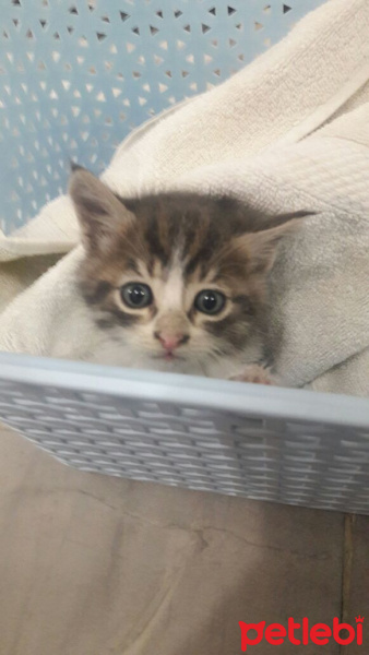 York Chocolate, Kedi  Duman fotoğrafı