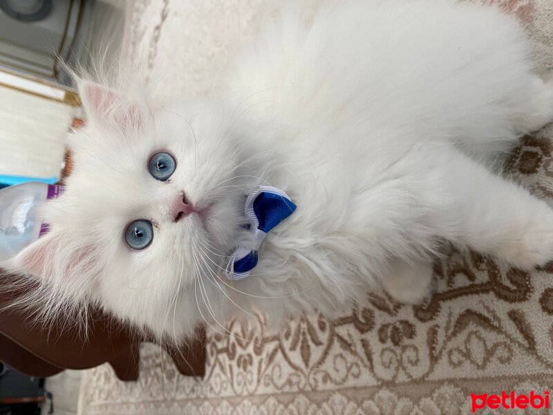 British Longhair, Kedi  Simba fotoğrafı