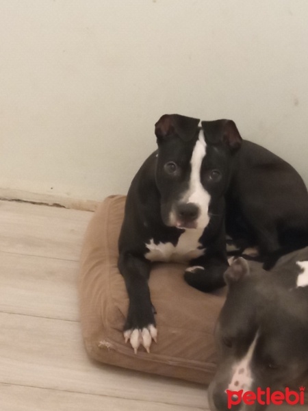 Amerikan Staffordshire Terrier, Köpek  Şara fotoğrafı