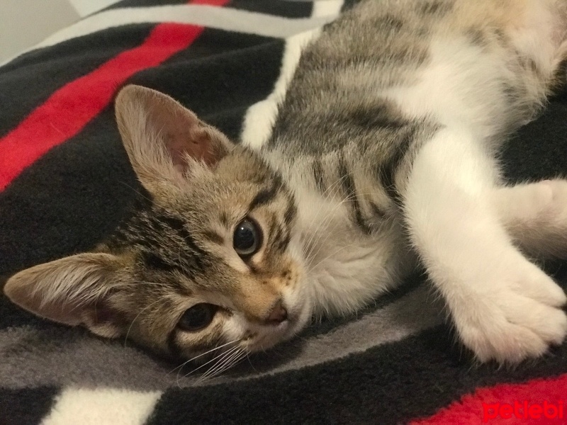 Tekir Kedi, Kedi  Turşu fotoğrafı