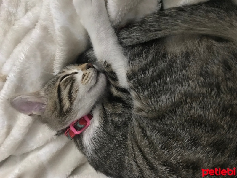 Tekir Kedi, Kedi  Turşu fotoğrafı