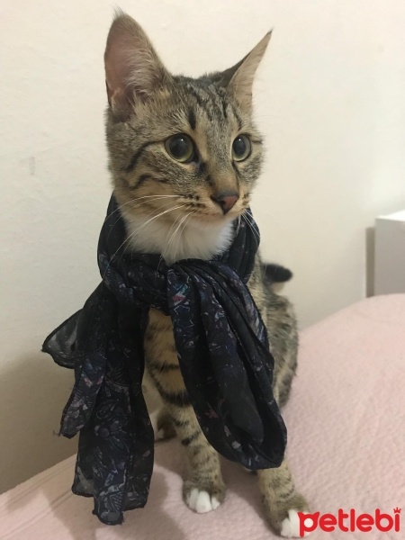 Tekir Kedi, Kedi  Muffin fotoğrafı