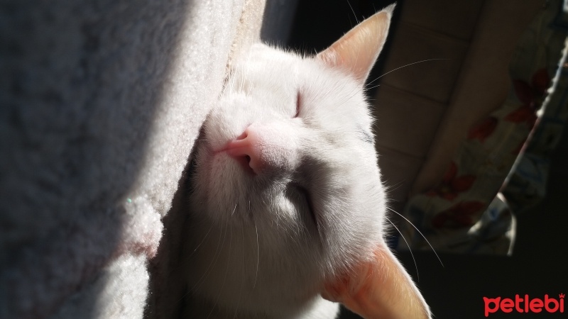 Tekir Kedi, Kedi  Miu fotoğrafı