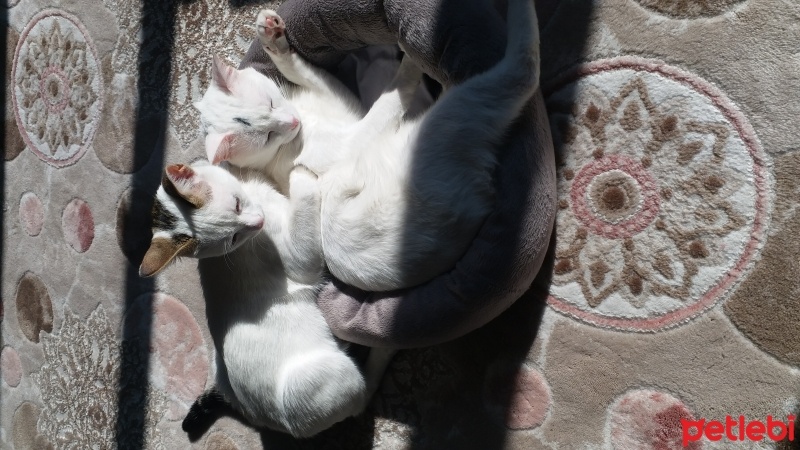 Tekir Kedi, Kedi  Miu fotoğrafı