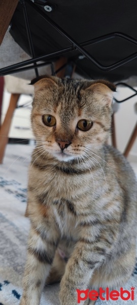 Tekir Kedi, Kedi  Miu fotoğrafı