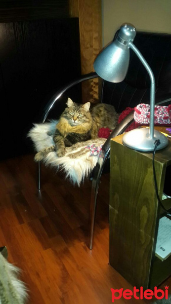 Norwegian Forest, Kedi  Mur fotoğrafı