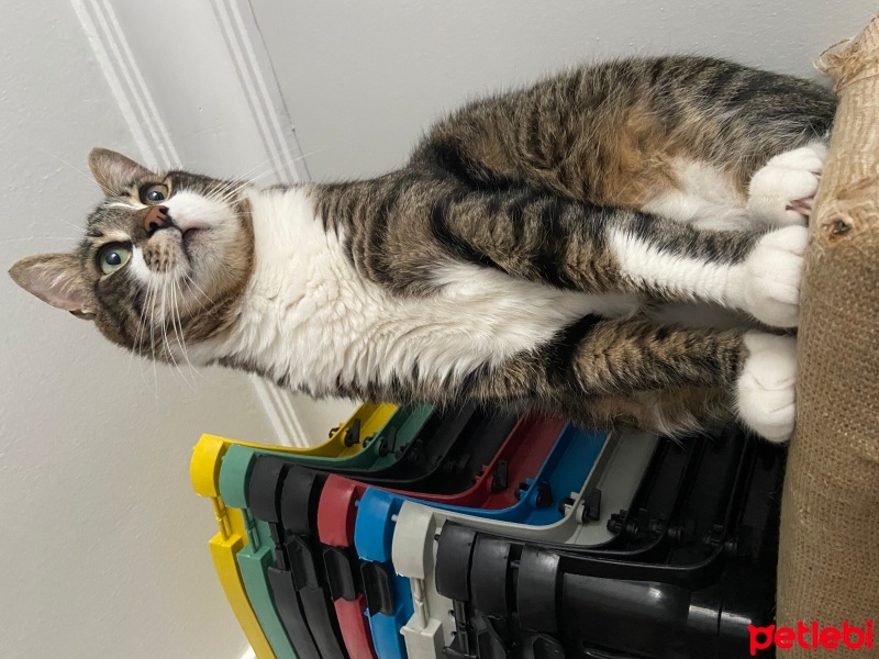 Tekir Kedi, Kedi  Şans fotoğrafı