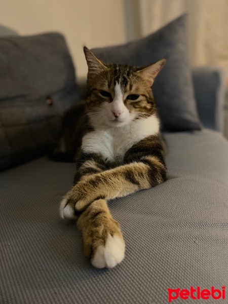 Tekir Kedi, Kedi  Orfi fotoğrafı