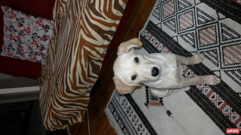 Labrador Retriever, Köpek  venüs fotoğrafı