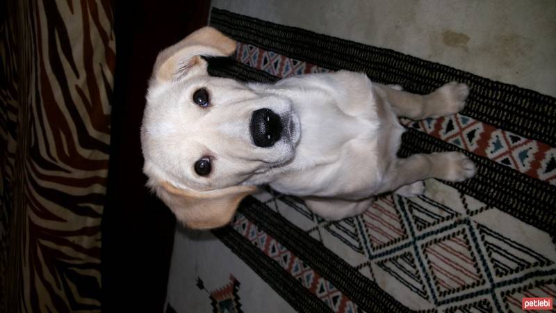 Labrador Retriever, Köpek  venüs fotoğrafı