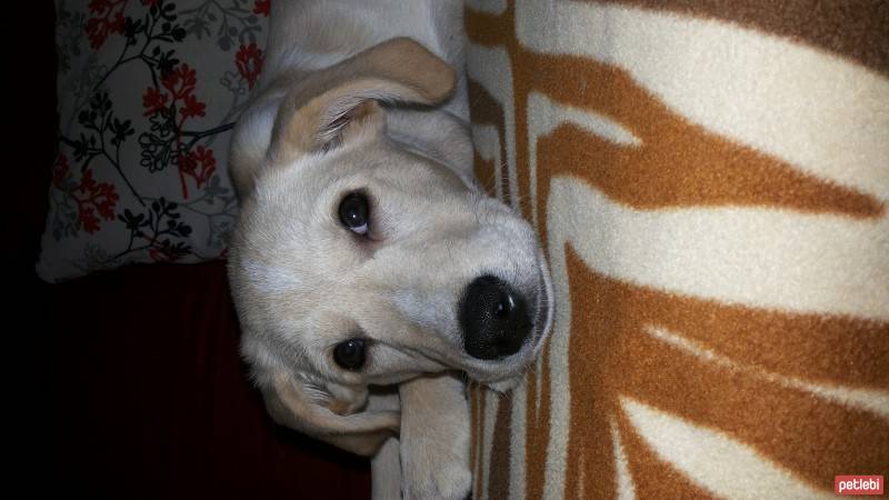 Labrador Retriever, Köpek  venüs fotoğrafı