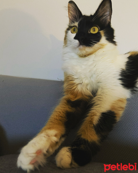 Tekir Kedi, Kedi  Floki fotoğrafı
