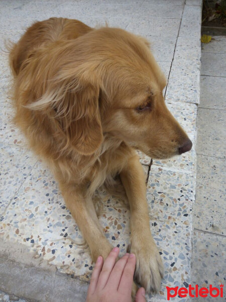 Golden Retriever, Köpek  Leydi fotoğrafı