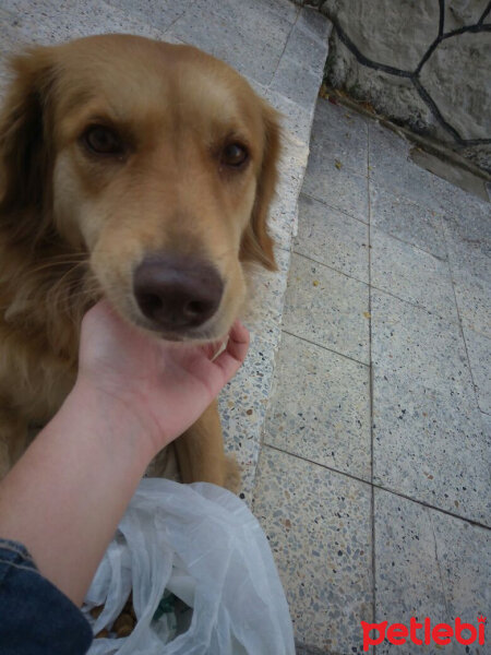 Golden Retriever, Köpek  Leydi fotoğrafı