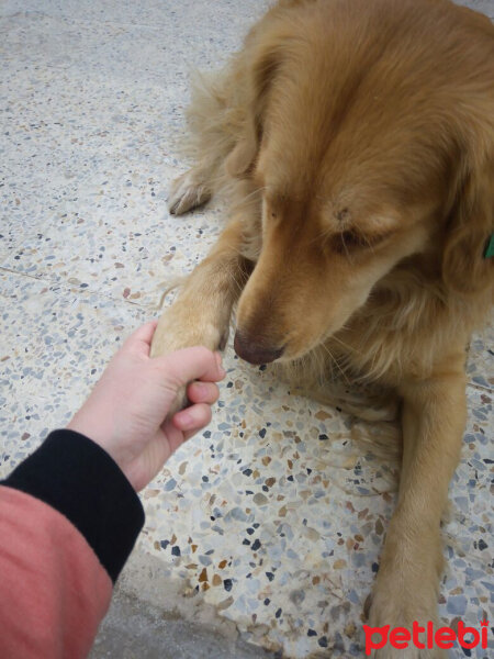 Golden Retriever, Köpek  Leydi fotoğrafı