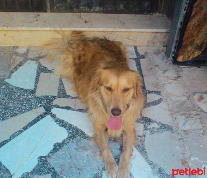 Golden Retriever, Köpek  Leydi fotoğrafı