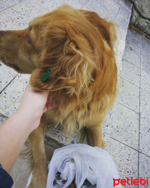 Golden Retriever, Köpek  Leydi fotoğrafı