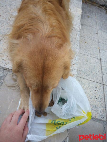 Golden Retriever, Köpek  Leydi fotoğrafı