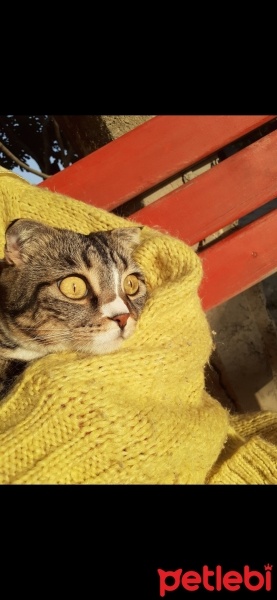 Scottish Fold, Kedi  Bala fotoğrafı