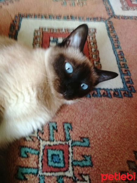 Siyam Kedisi, Kedi  Prenses fotoğrafı