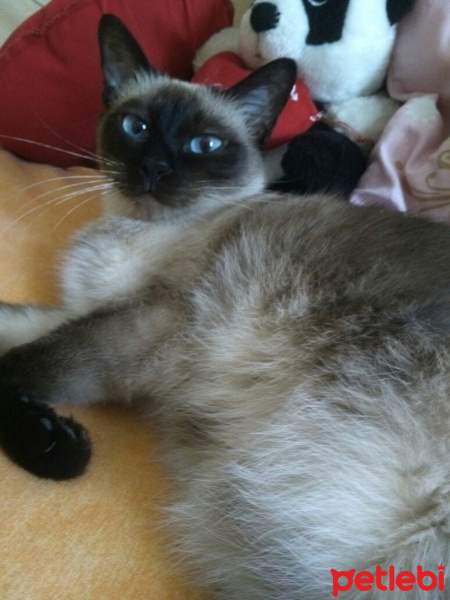 Siyam Kedisi, Kedi  Prenses fotoğrafı