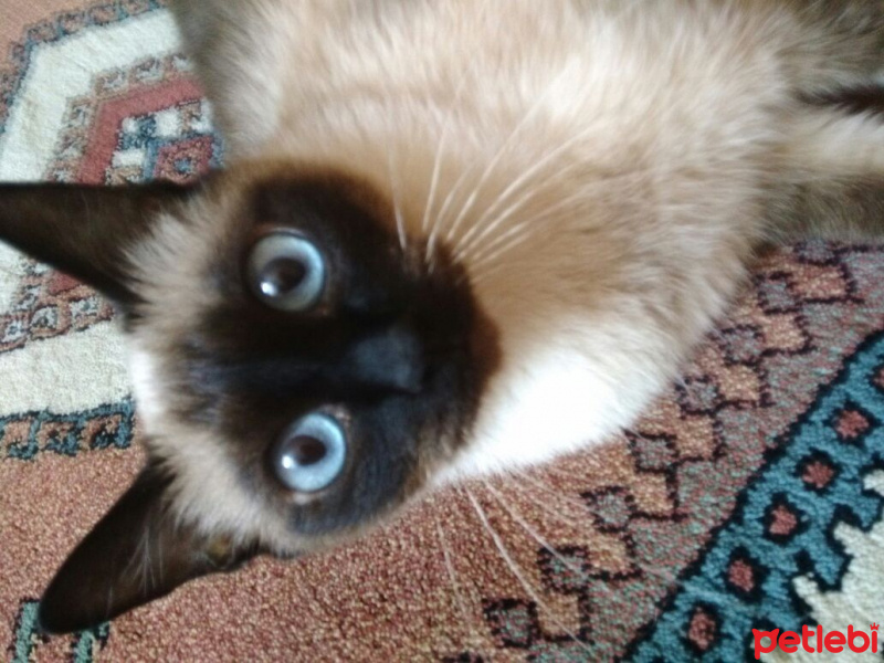 Siyam Kedisi, Kedi  Prenses fotoğrafı