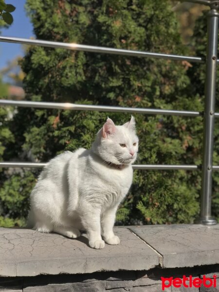 Ankara Kedisi, Kedi  Vanilya fotoğrafı