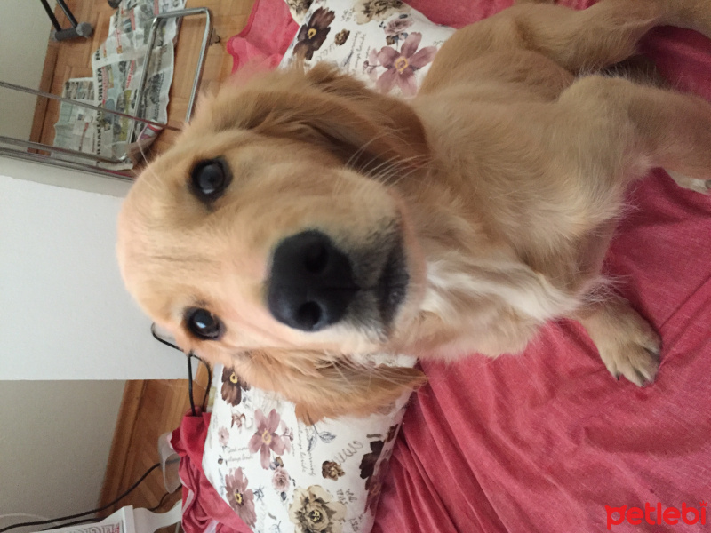 Golden Retriever, Köpek  Dino fotoğrafı